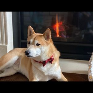 Meet your Posher, Indira